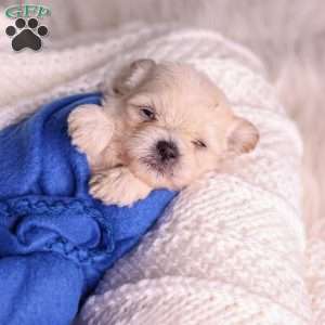 Marlin, Teddy Bear Puppy